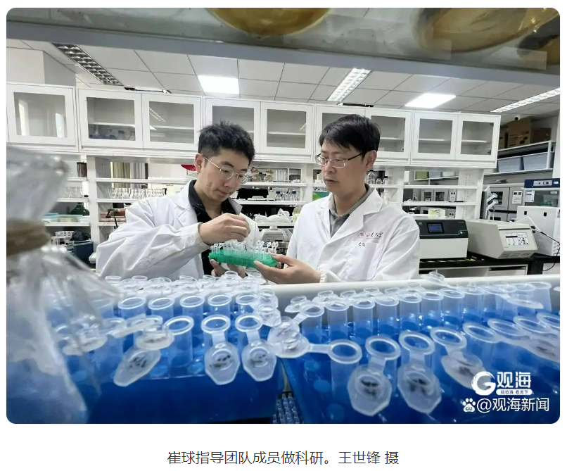 秸秆变“黄金”：山东大学创新技术秸秆资源